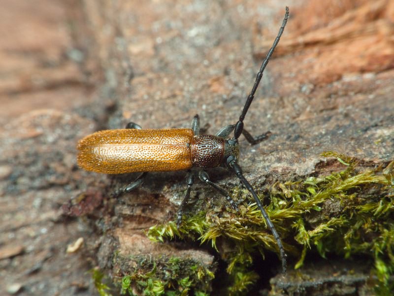 Anaesthetis testacea (Fabricius, 1781)